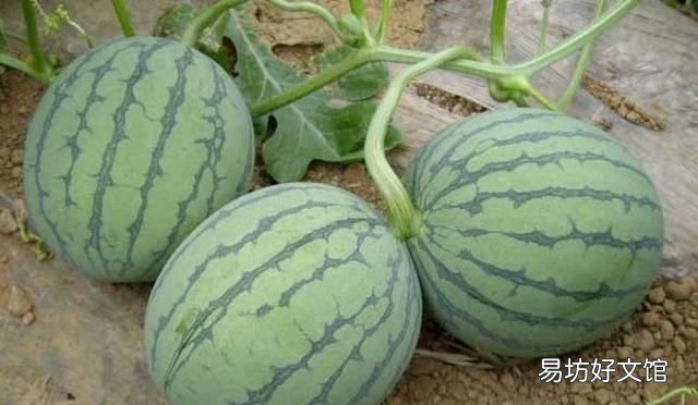 西瓜子泡多久催芽,西瓜子怎样催芽?浸泡几小时可以吃