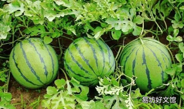 西瓜子泡多久催芽,西瓜子怎样催芽?浸泡几小时可以吃