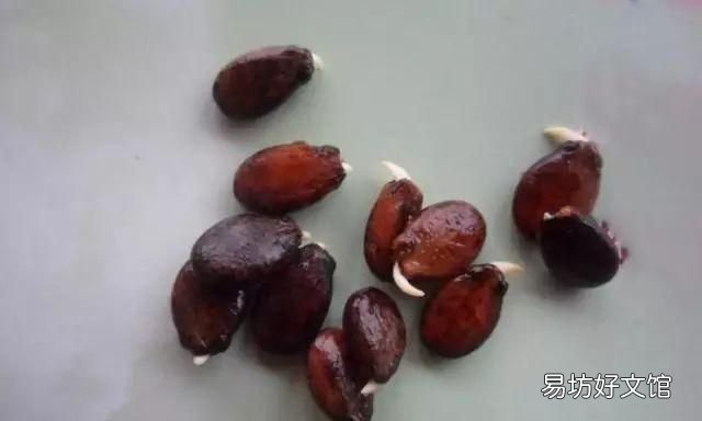 西瓜子泡多久催芽,西瓜子怎样催芽?浸泡几小时可以吃