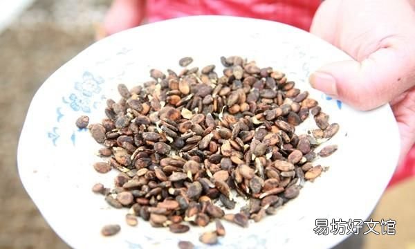 西瓜子泡多久催芽,西瓜子怎样催芽?浸泡几小时可以吃