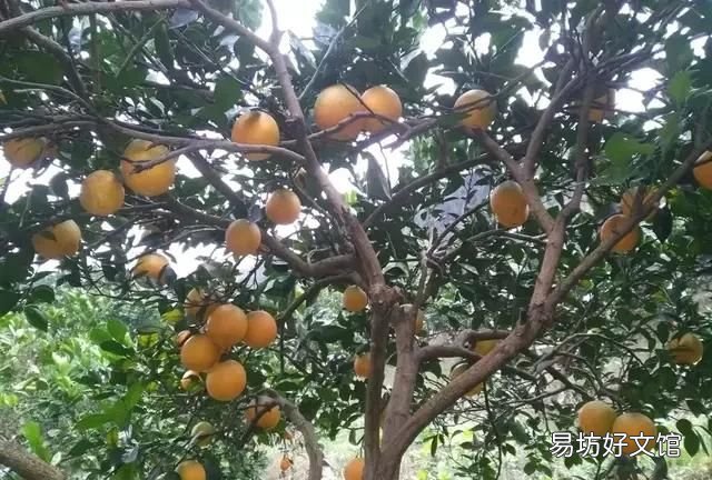 橙子的功效与作用,吃多了橙子是上火的还是去火呢?