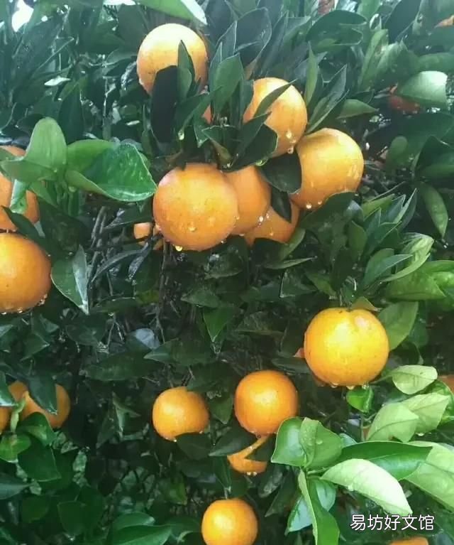 橙子的功效与作用,吃多了橙子是上火的还是去火呢?