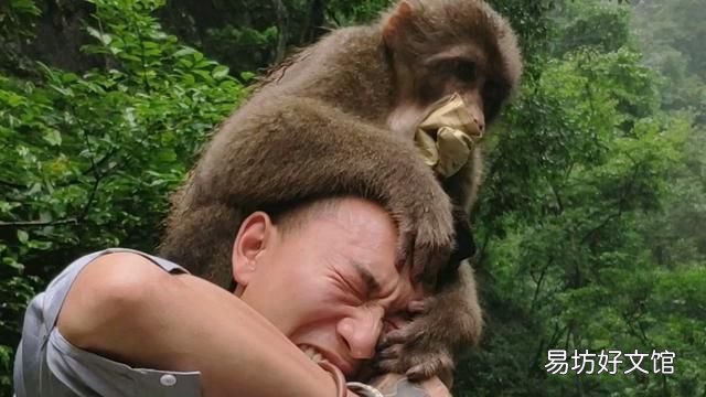 峨眉山猴子总伤人,可不可以带个棍子,用棍子使劲打,犯法吗