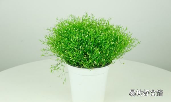 满天星好养吗怎么养,满天星好养什么时候种最好