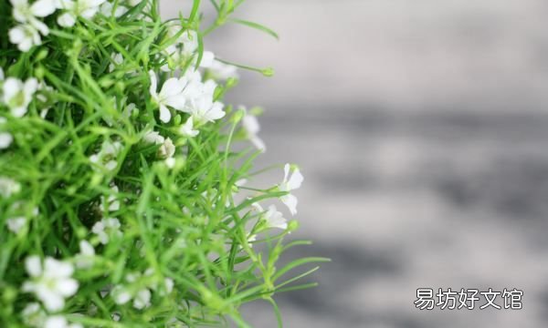 满天星好养吗怎么养,满天星好养什么时候种最好