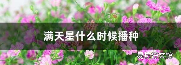 满天星好养吗怎么养,满天星好养什么时候种最好