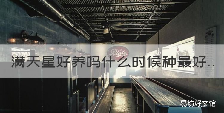 满天星好养吗怎么养,满天星好养什么时候种最好