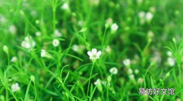 满天星好养吗怎么养,满天星好养什么时候种最好