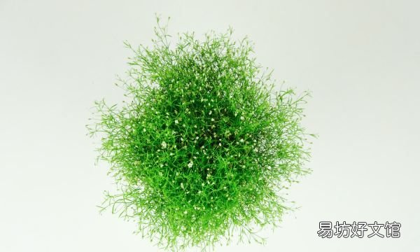 满天星好养吗怎么养,满天星好养什么时候种最好