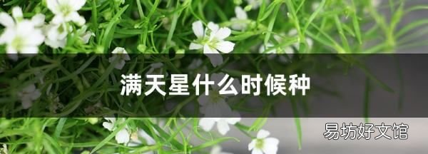 满天星好养吗怎么养,满天星好养什么时候种最好
