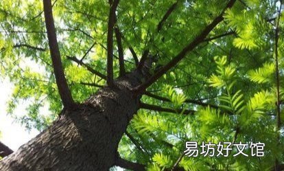 哪种树称为活化石树,哪一种树被称为活化石