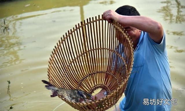 鱼类浮头的原因有哪些