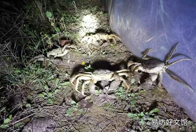 这几天螃蟹市场货不多，双龙价还降价，要打38规格，他自己打16规格，有什么看法