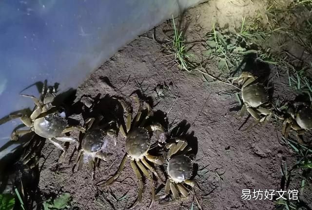 这几天螃蟹市场货不多，双龙价还降价，要打38规格，他自己打16规格，有什么看法