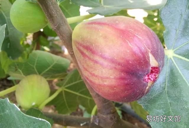 无花果干怎么保存:如何保存无花果?