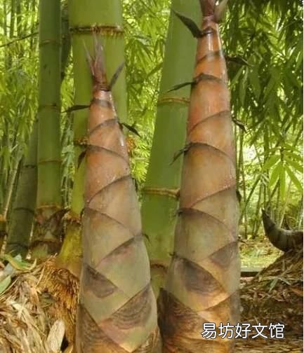 笋干如何泡发才会嫩