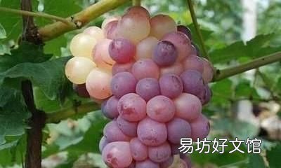 用面粉洗葡萄起什么作用 葡萄怎么清洗?