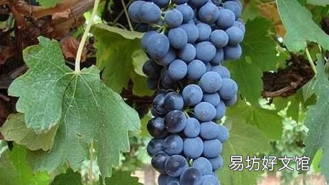 用面粉洗葡萄起什么作用 葡萄怎么清洗?