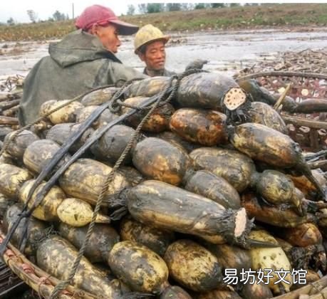 莲藕怎样保存的时间长一点