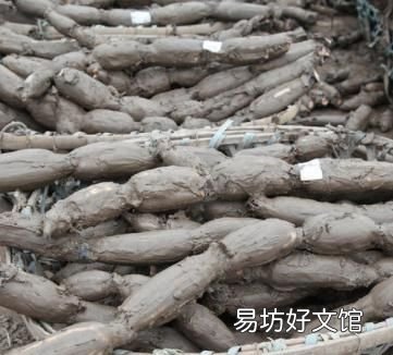 莲藕怎样保存的时间长一点