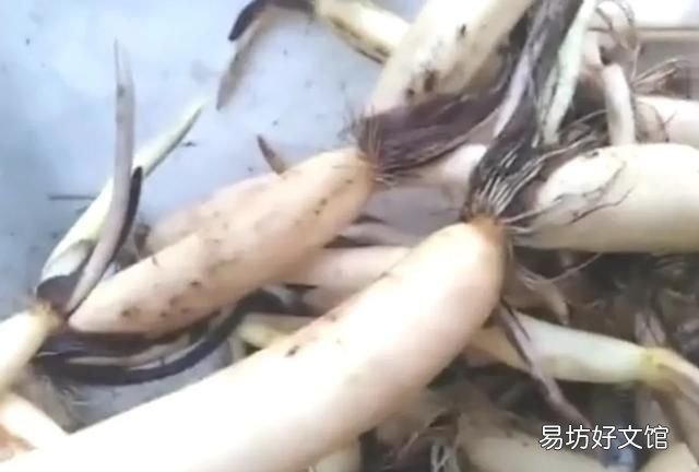 莲藕怎样保存的时间长一点