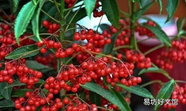 富贵子怎么养才好,富贵子养殖的技巧又有哪些呢?