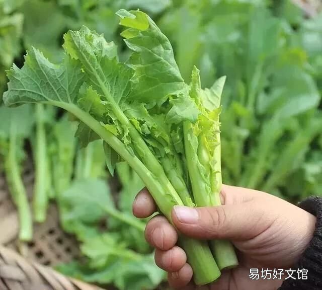 菜籽油的原料菜籽有几种呢