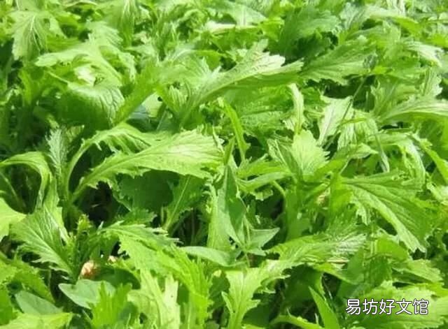 菜籽油的原料菜籽有几种呢