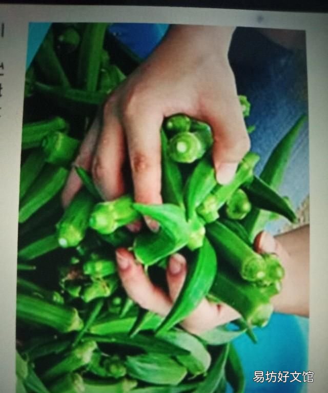 秋葵粘液怎么处理干净