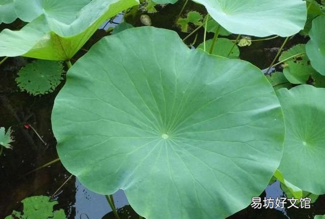 荷花叶泡水喝有什么功效,荷花叶有什么功效和作用