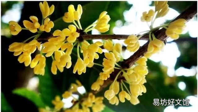 桂花茶,桂花糕,桂花糖 桂花都能吃吗