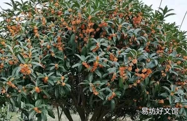 桂花茶,桂花糕,桂花糖 桂花都能吃吗