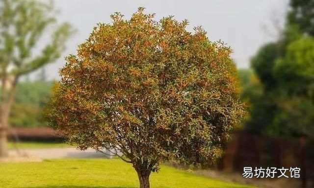桂花茶,桂花糕,桂花糖 桂花都能吃吗