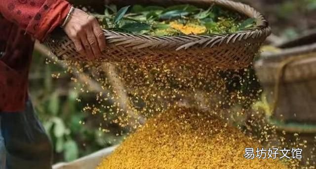 桂花茶,桂花糕,桂花糖 桂花都能吃吗