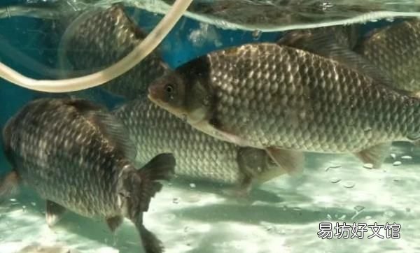 大风降温天气适合钓鱼,春季降温第一天鲫鱼好钓吗