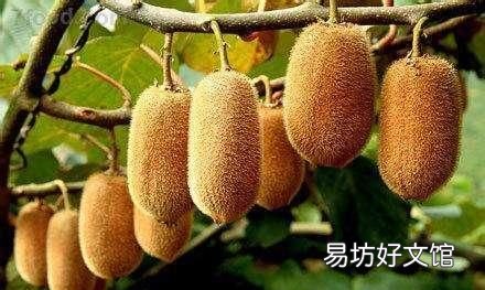 在家里,怎么催熟猕猴桃呢