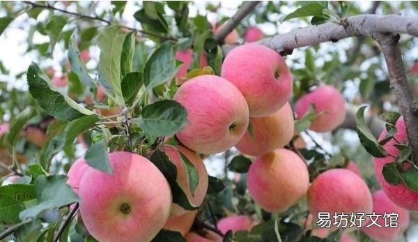 洛川苹果产地在哪里：陕西洛川，人称“苹果之乡”