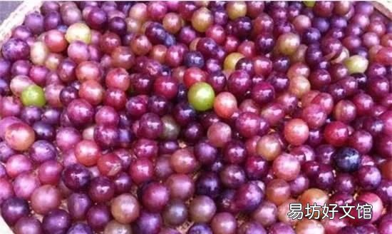 采摘葡萄的季节快要来了,自己做葡萄酒该怎么做