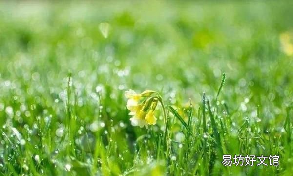 谷雨是什么意思呢,二十四节气谷雨是什么意思