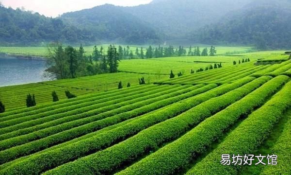 谷雨是什么意思呢,二十四节气谷雨是什么意思
