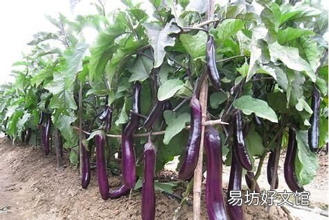 茄果类蔬菜如何通过控制植株的长势促进高产