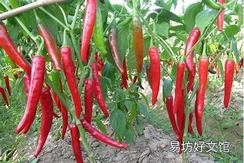 茄果类蔬菜如何通过控制植株的长势促进高产