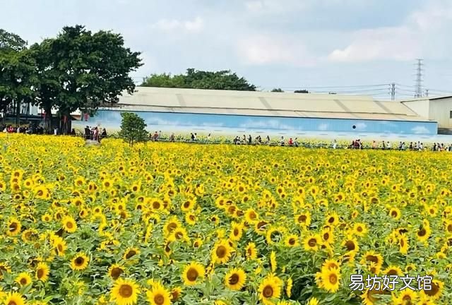 东莞向日葵花海在哪里:东莞最值得游玩的五个赏花景点