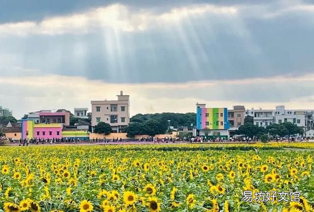 东莞向日葵花海在哪里:东莞最值得游玩的五个赏花景点
