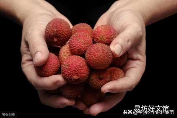 荔枝种植技巧及成熟日期 荔枝什么时候成熟季节