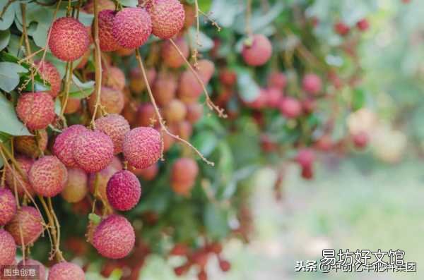 荔枝种植技巧及成熟日期 荔枝什么时候成熟季节