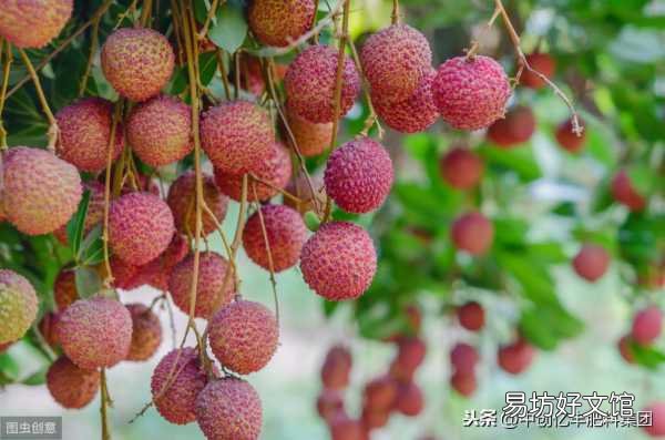 荔枝种植技巧及成熟日期 荔枝什么时候成熟季节