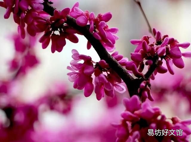 送红包 二姐的颅骨手术