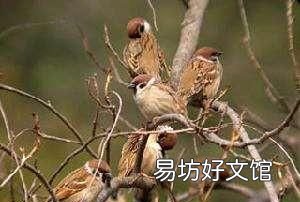 麻雀是益鸟还是害鸟,农村有很多的麻雀,麻雀是害鸟还是益鸟呢
