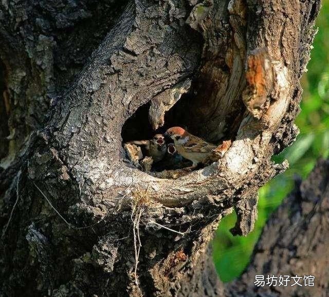 麻雀是益鸟还是害鸟,农村有很多的麻雀,麻雀是害鸟还是益鸟呢